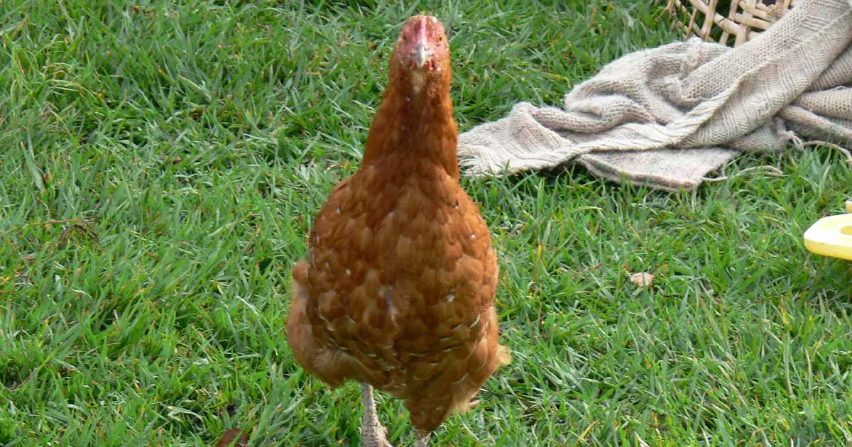 Scene Management, Kakamega Chicken