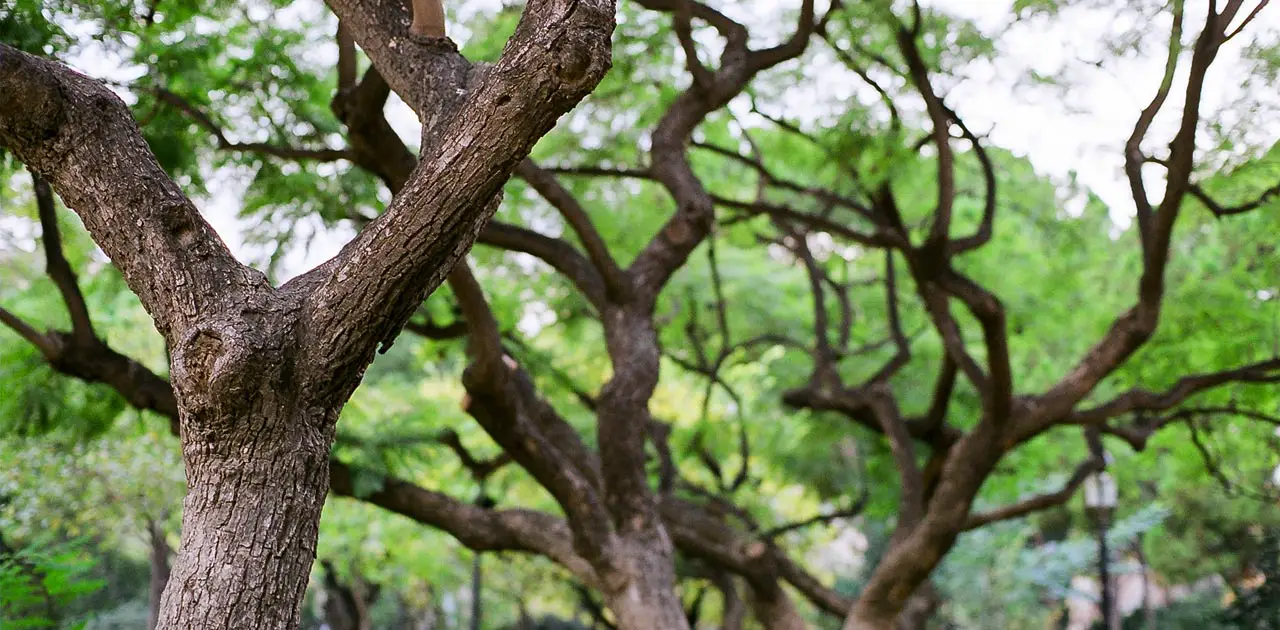 PHP 7 Trees