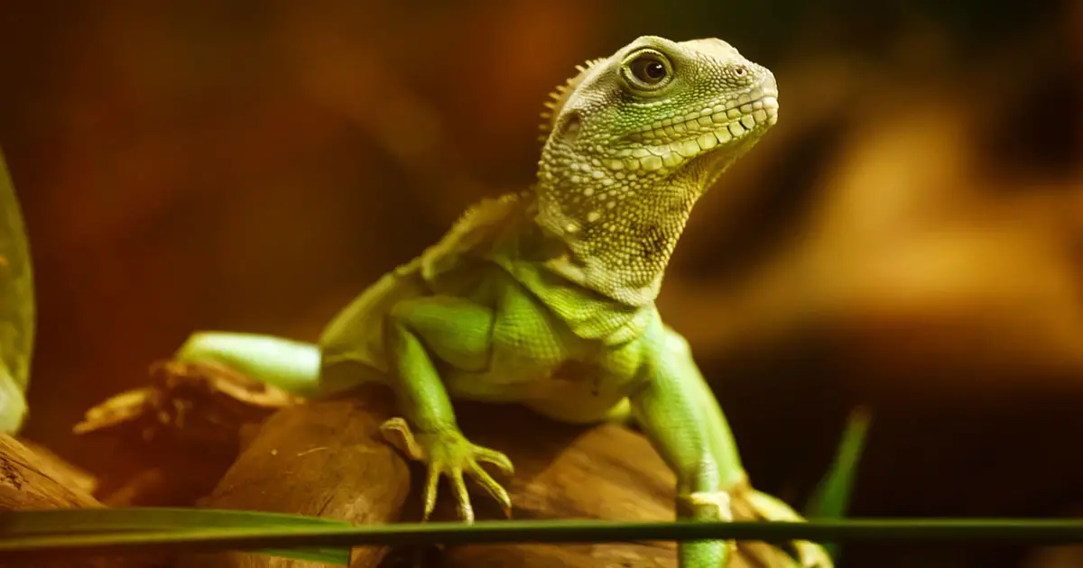 Lizard LLVM 3.8.0