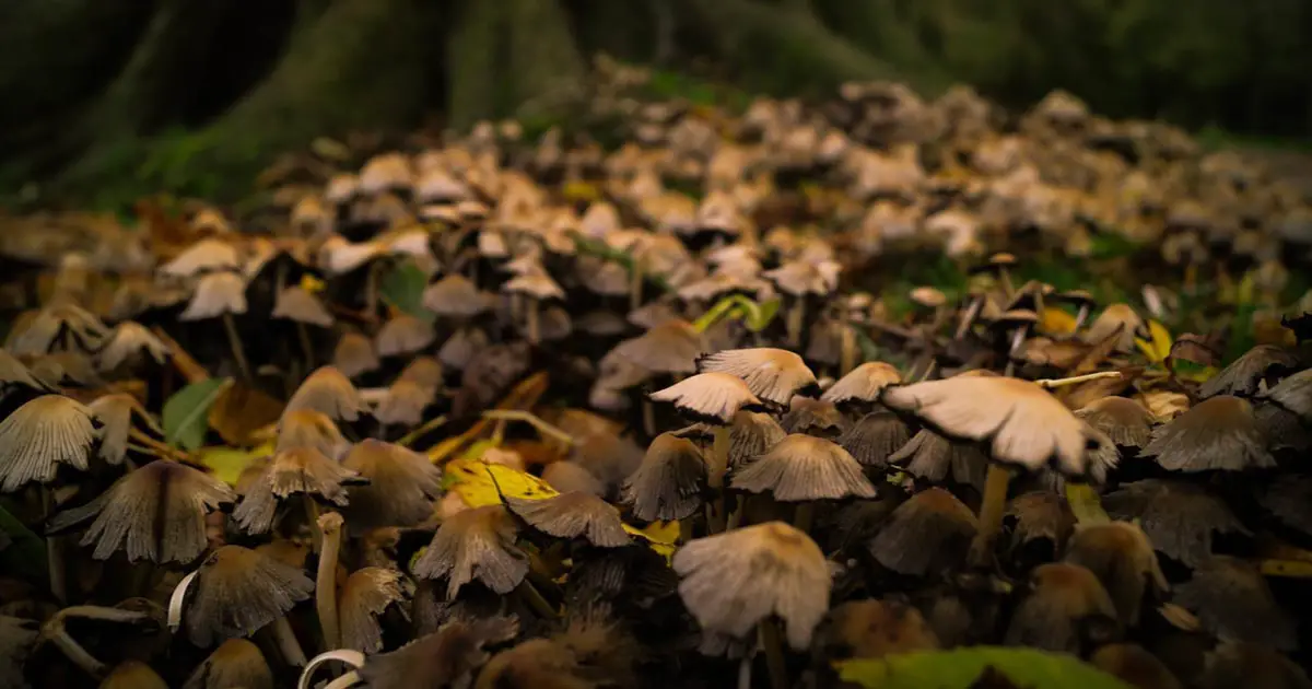 What is Rust Programming Language Fungi Mushroom