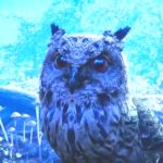 Far Cry Primal Game