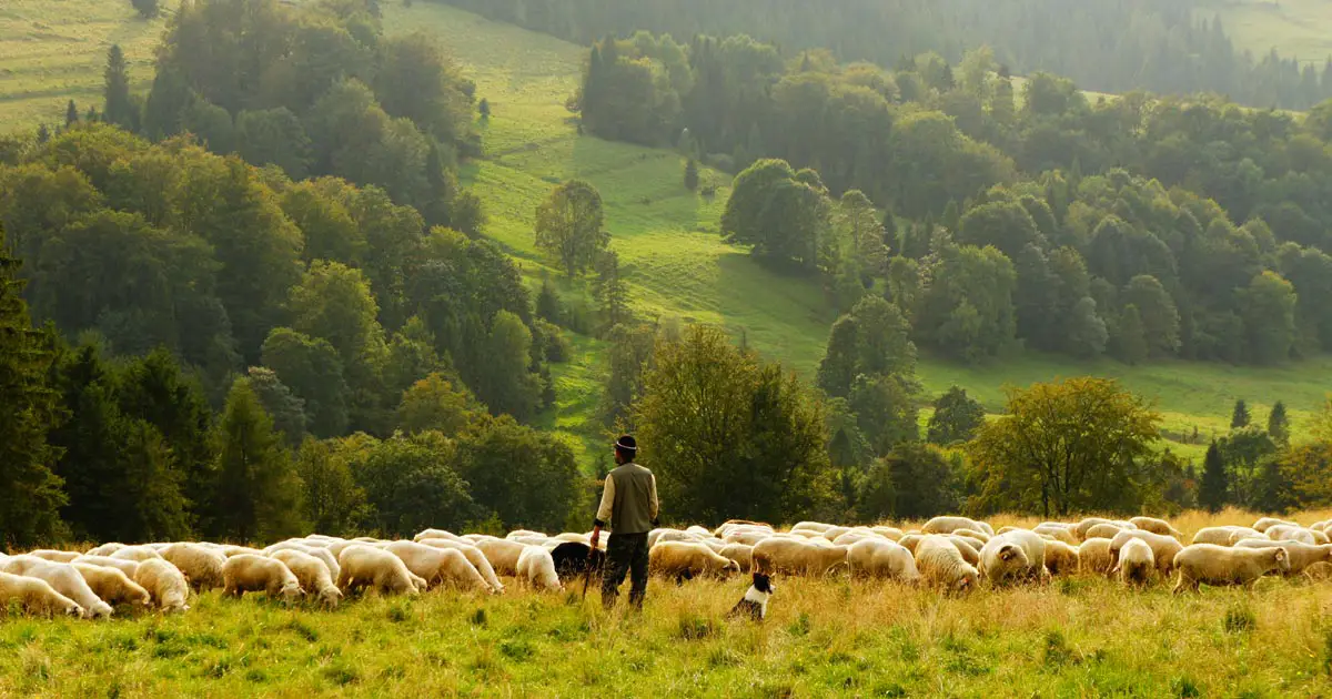 Qt 5.6 Released Sheep