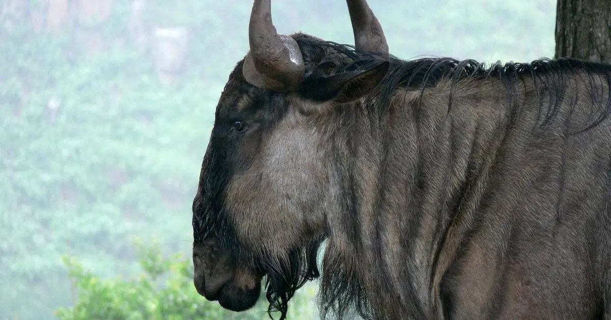 GCC 6.1 Gnu