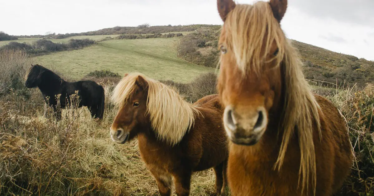 SQLite 3.13.0 Download Horses