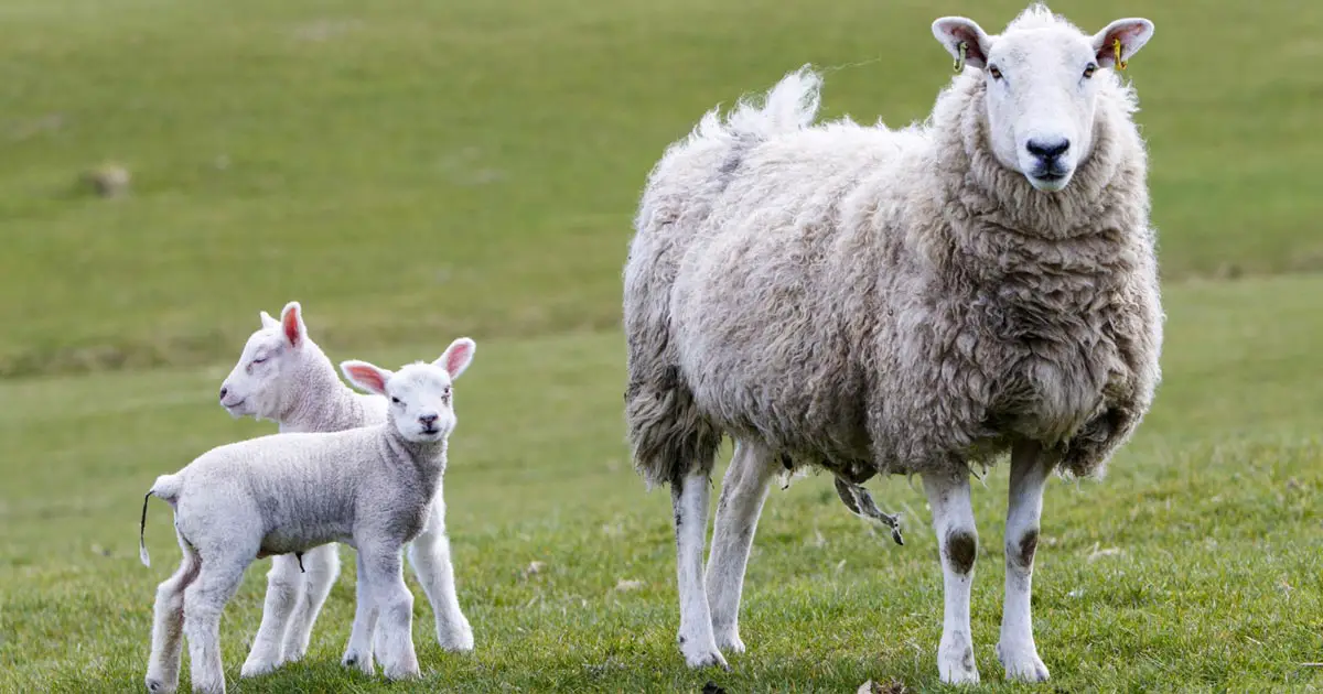 POCO 1.7.3 Release Lamb