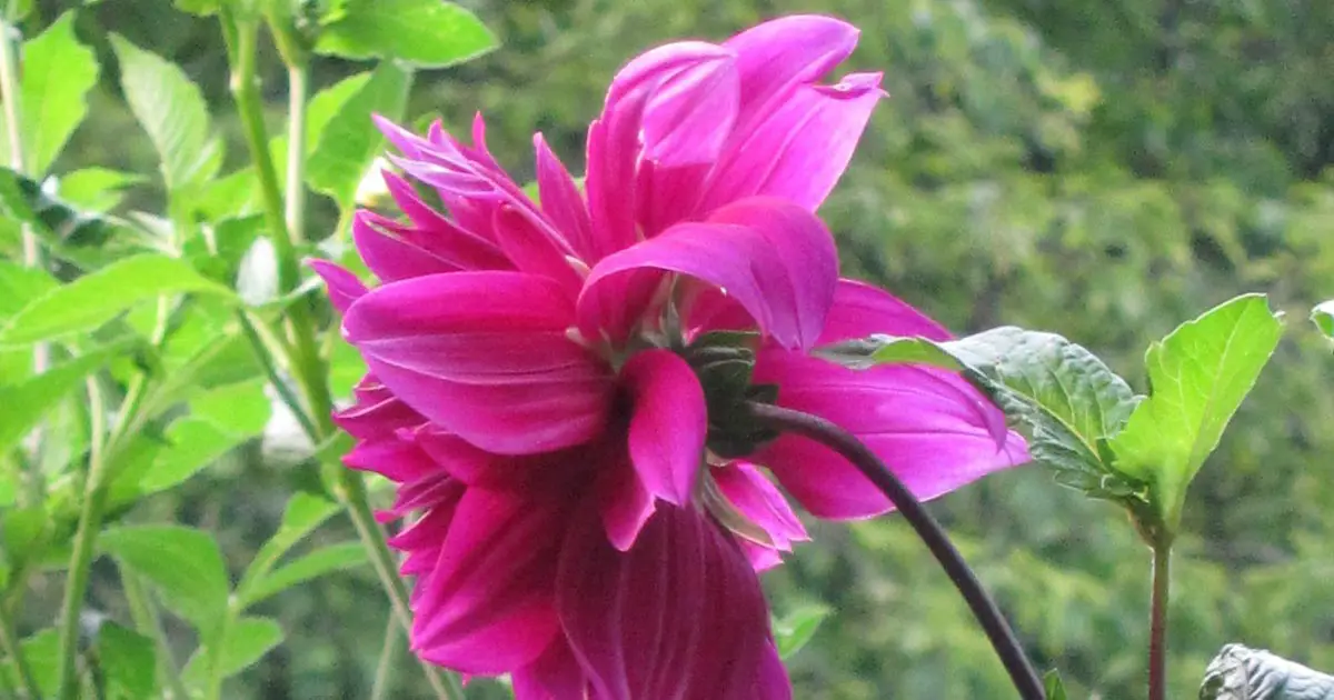 Google Fuschia OS