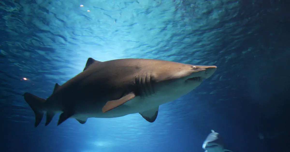 GPU Shark 0.9.9