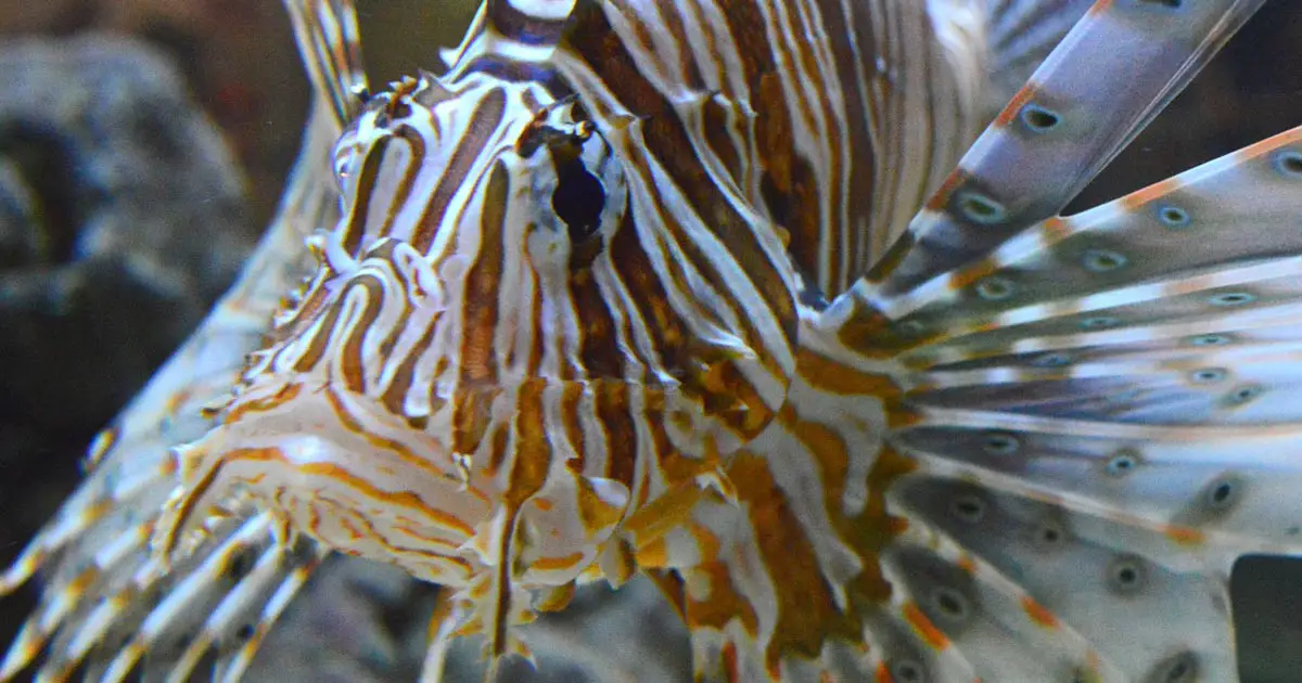CLion 2016.2.1 Bug Fix Update Lion Fish