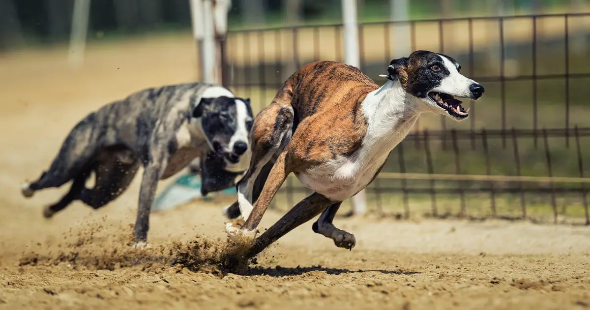 Programming Languages Race