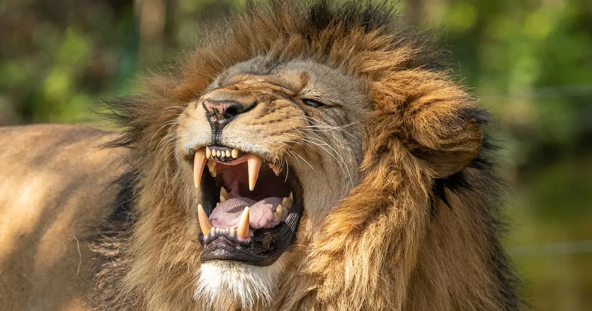 Brave IPFS Protocol