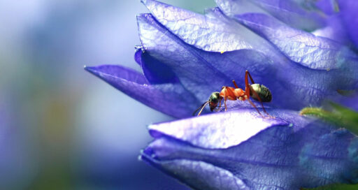 Install ant on Ubuntu 22.04