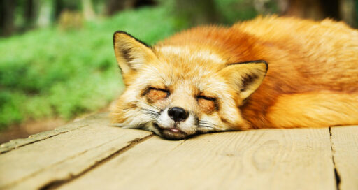 Firefox 109