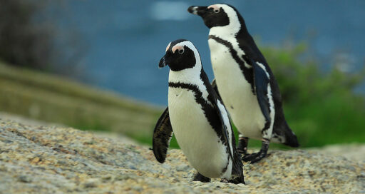 Windows to Linux migration
